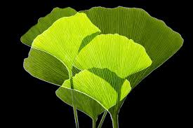 Ginkgo leaf