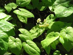 epimedium leaf extract